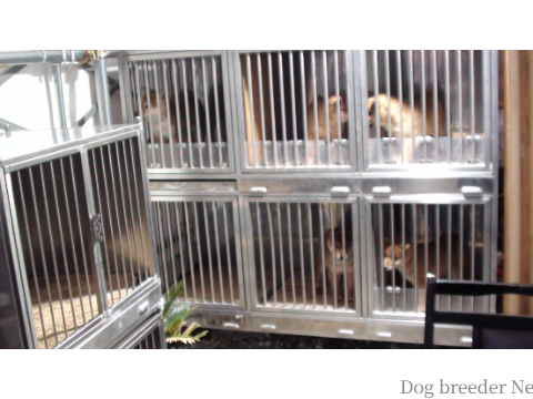 犬舎の様子