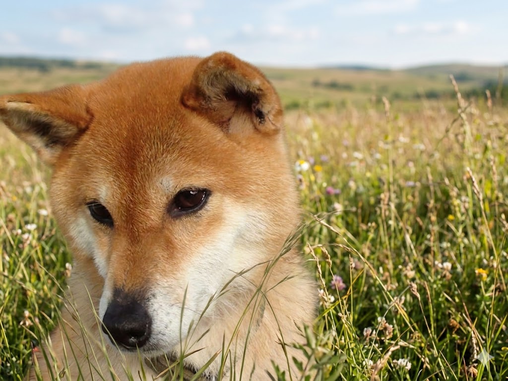 母犬 ハルナ 3