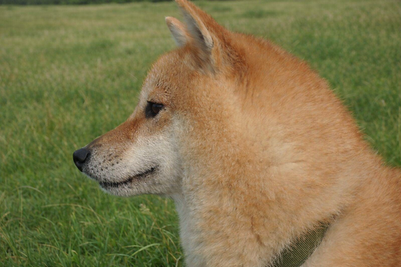 母犬 ハルネ 1