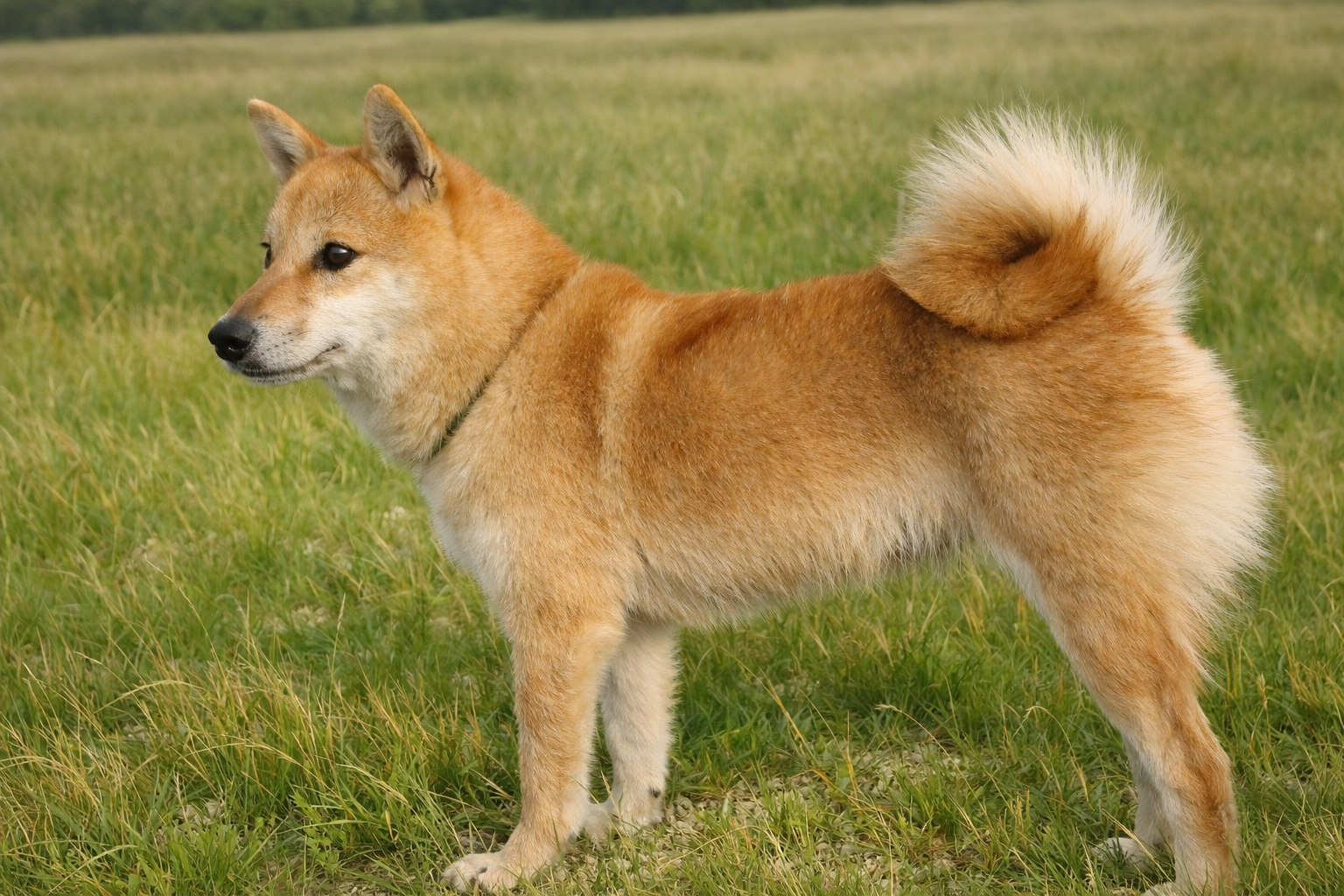 母犬 ハルネ 2