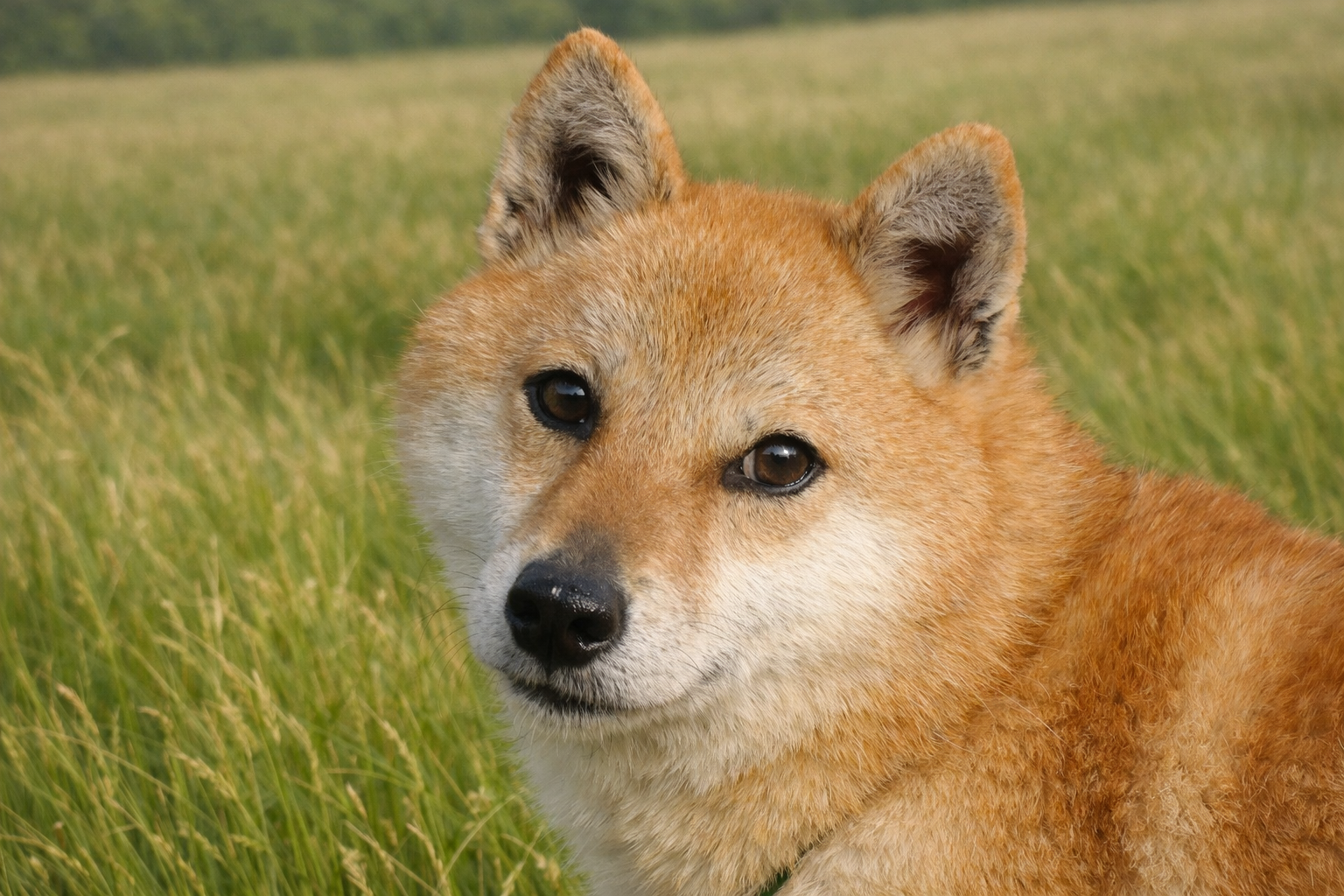 母犬 ハルネ 3