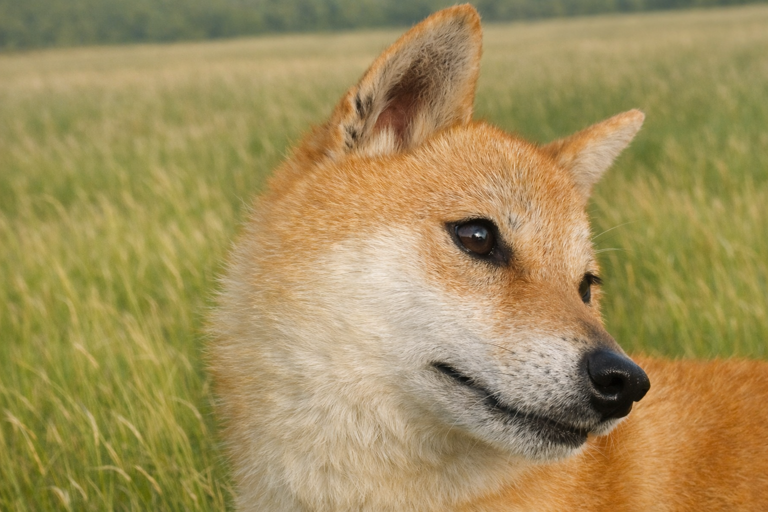 母犬 ハルネ 4