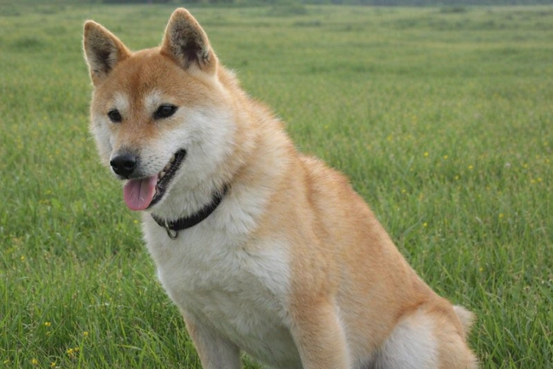 母犬 マリカ 1