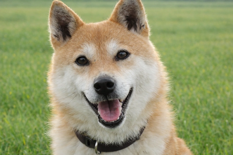 母犬 マリカ 2
