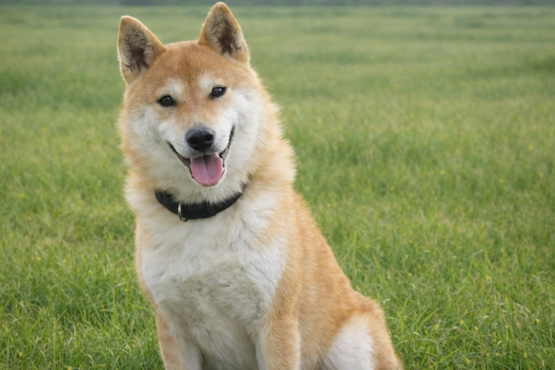 母犬 マリカ 4