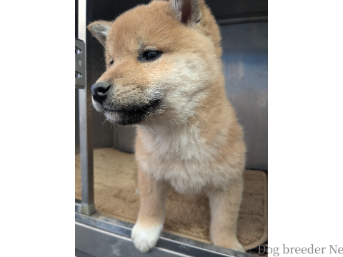 子犬 あおい 写真2