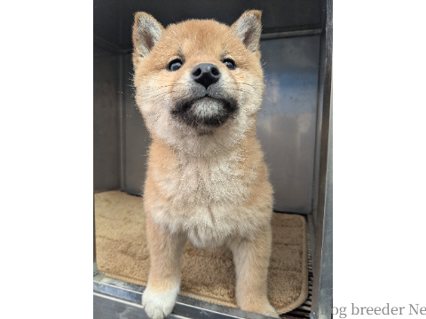 子犬 あおい 写真3