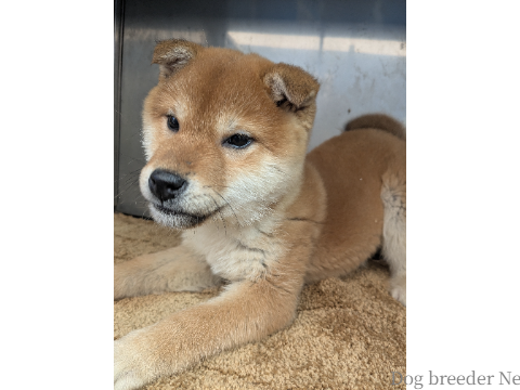 子犬 まいか