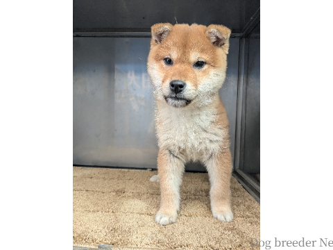 子犬 まいか 写真2