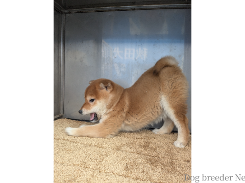 子犬 まいか 写真3