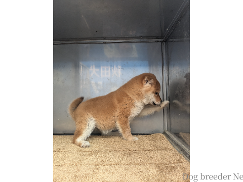 子犬 まいか 写真4
