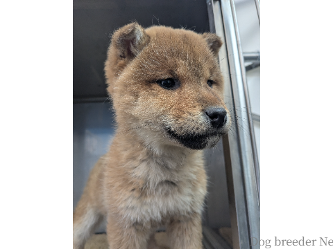 子犬 ここな