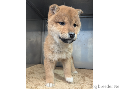 子犬 ここな 写真2