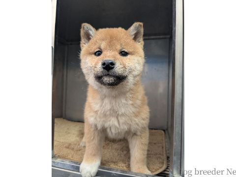 子犬 ぽぴー 写真2