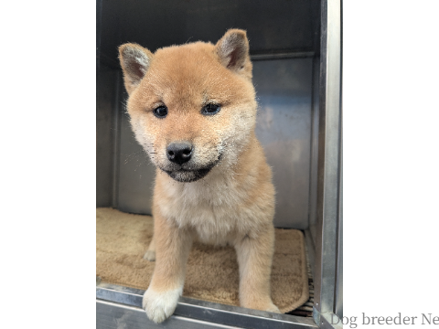 子犬 ぽぴー 写真3