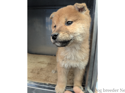 子犬 ぽぴー 写真4