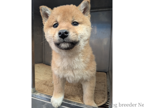 子犬 ゆあ