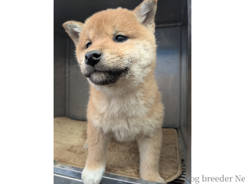 子犬 ゆあ 写真2