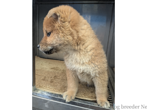 子犬 ゆあ 写真4